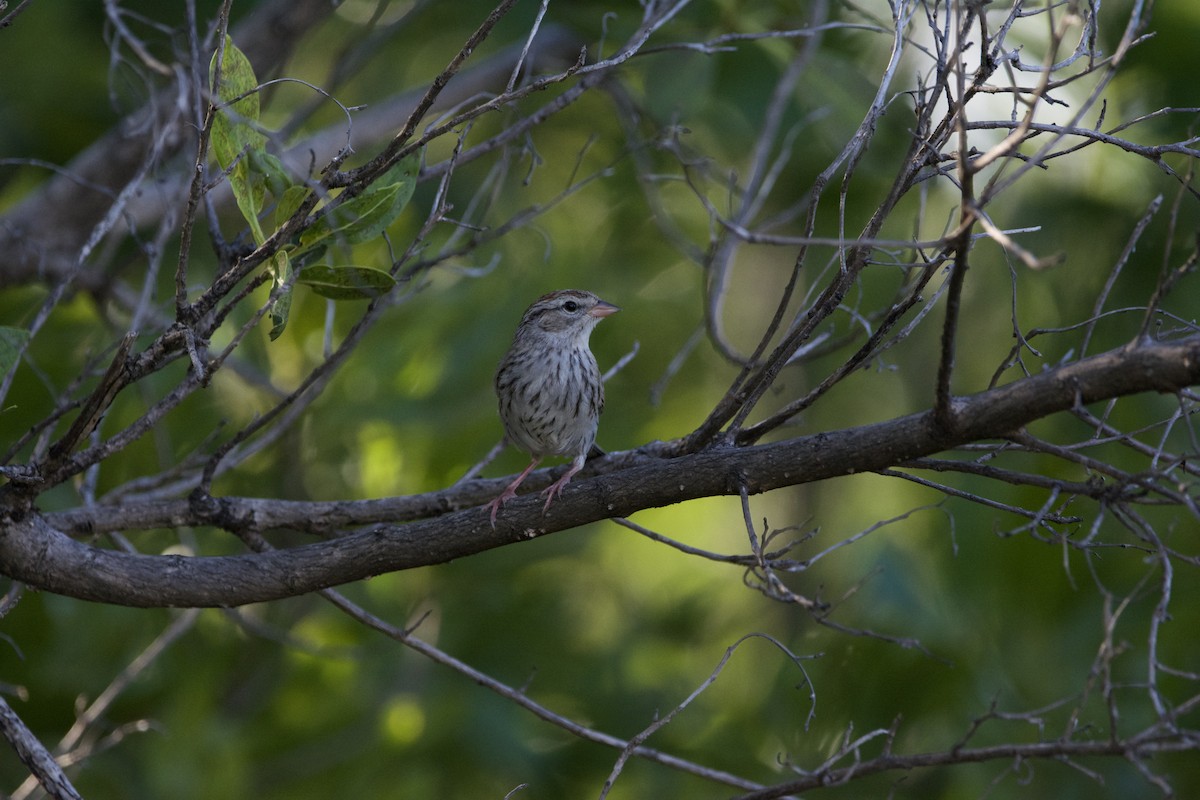 Chipping Sparrow - ML609079595