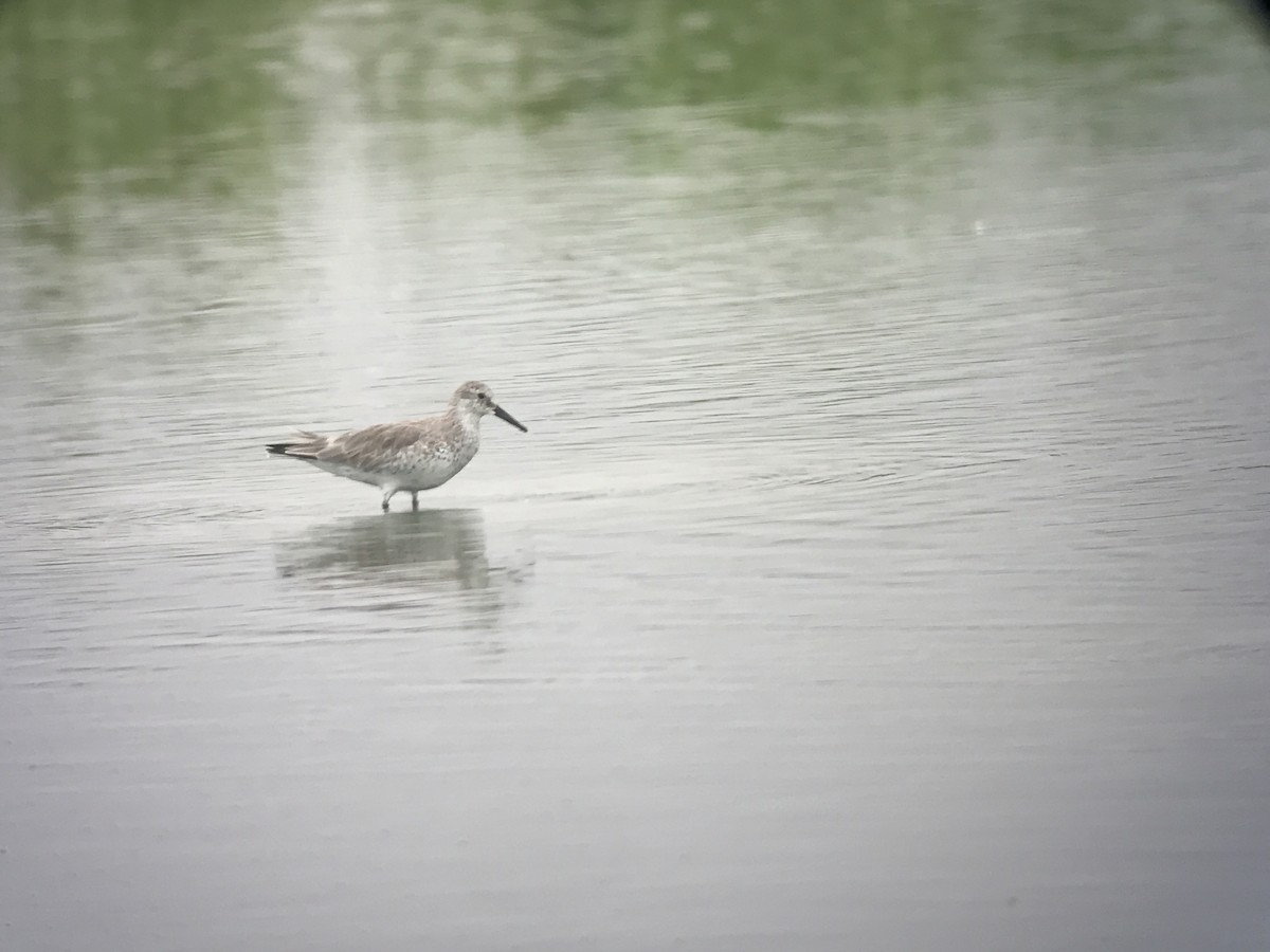 Red Knot - ML609079614