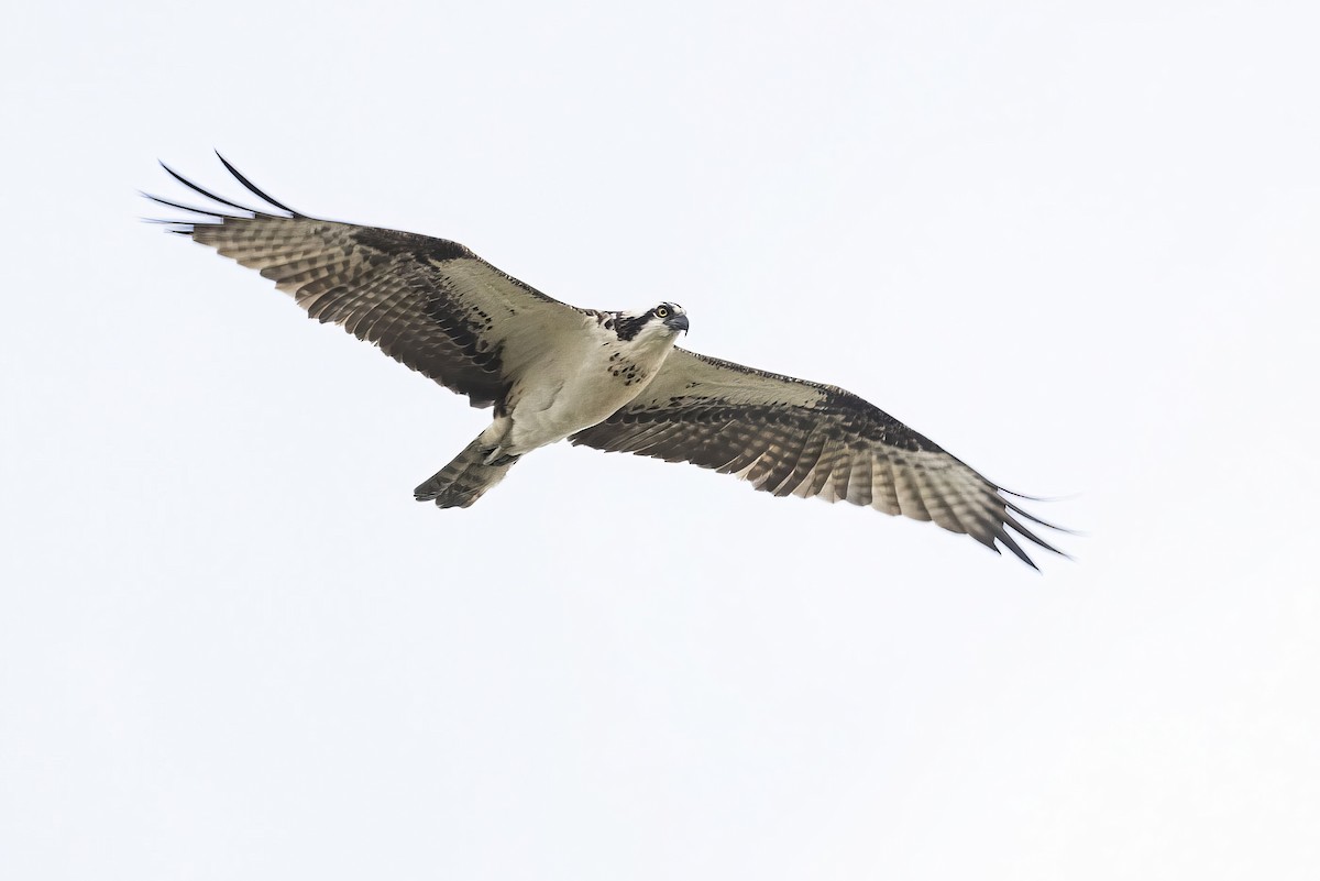 Osprey - Gerald Romanchuk