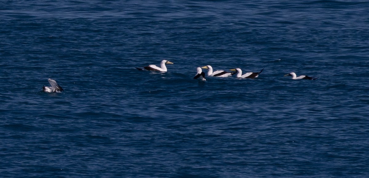 Masked Booby - Terry Wells