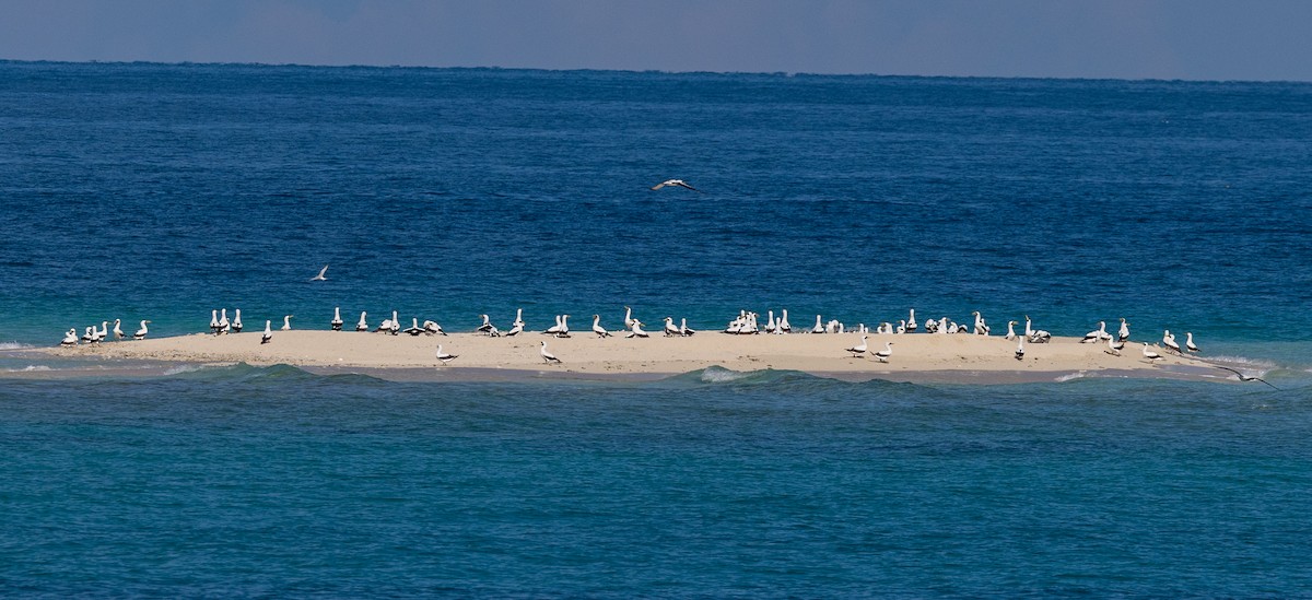 Masked Booby - ML609079633