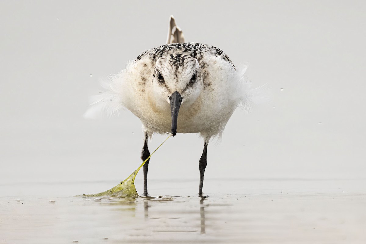 Sanderling - Gerald Romanchuk