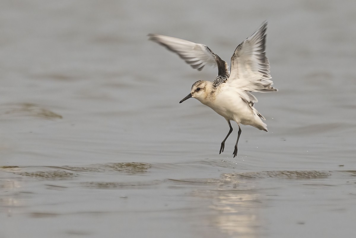 Sanderling - Gerald Romanchuk