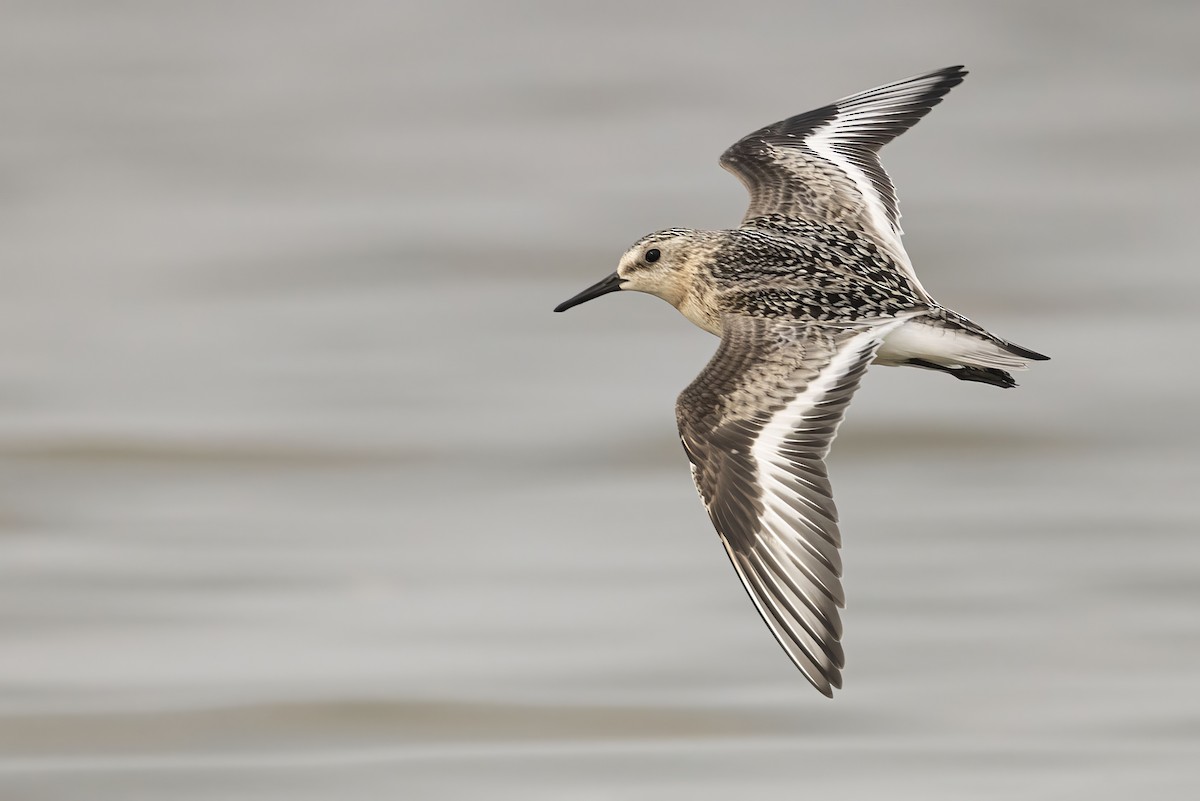 Sanderling - Gerald Romanchuk