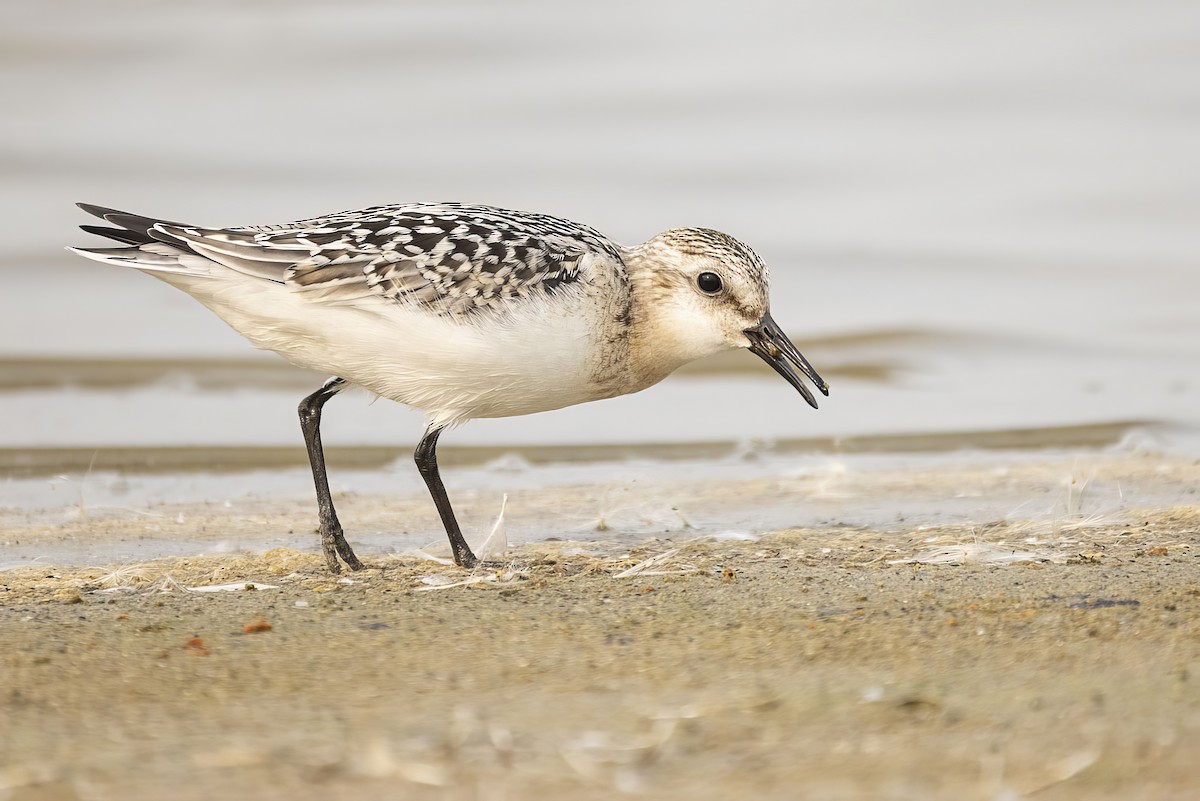 Sanderling - Gerald Romanchuk