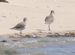 Black-bellied Plover - ML609079748