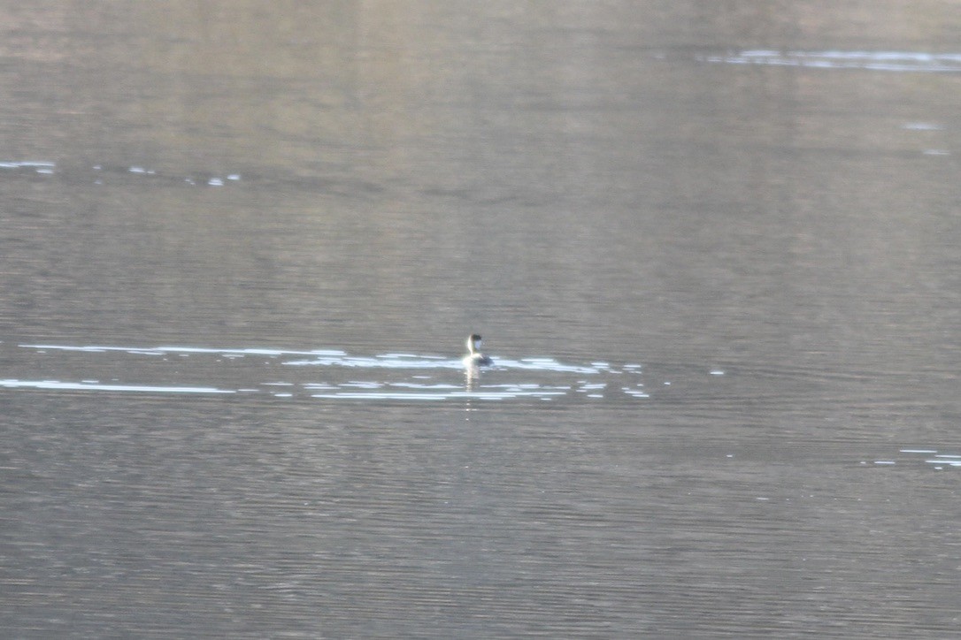 Horned Grebe - ML609079776