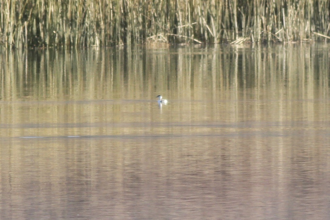 Horned Grebe - ML609079777