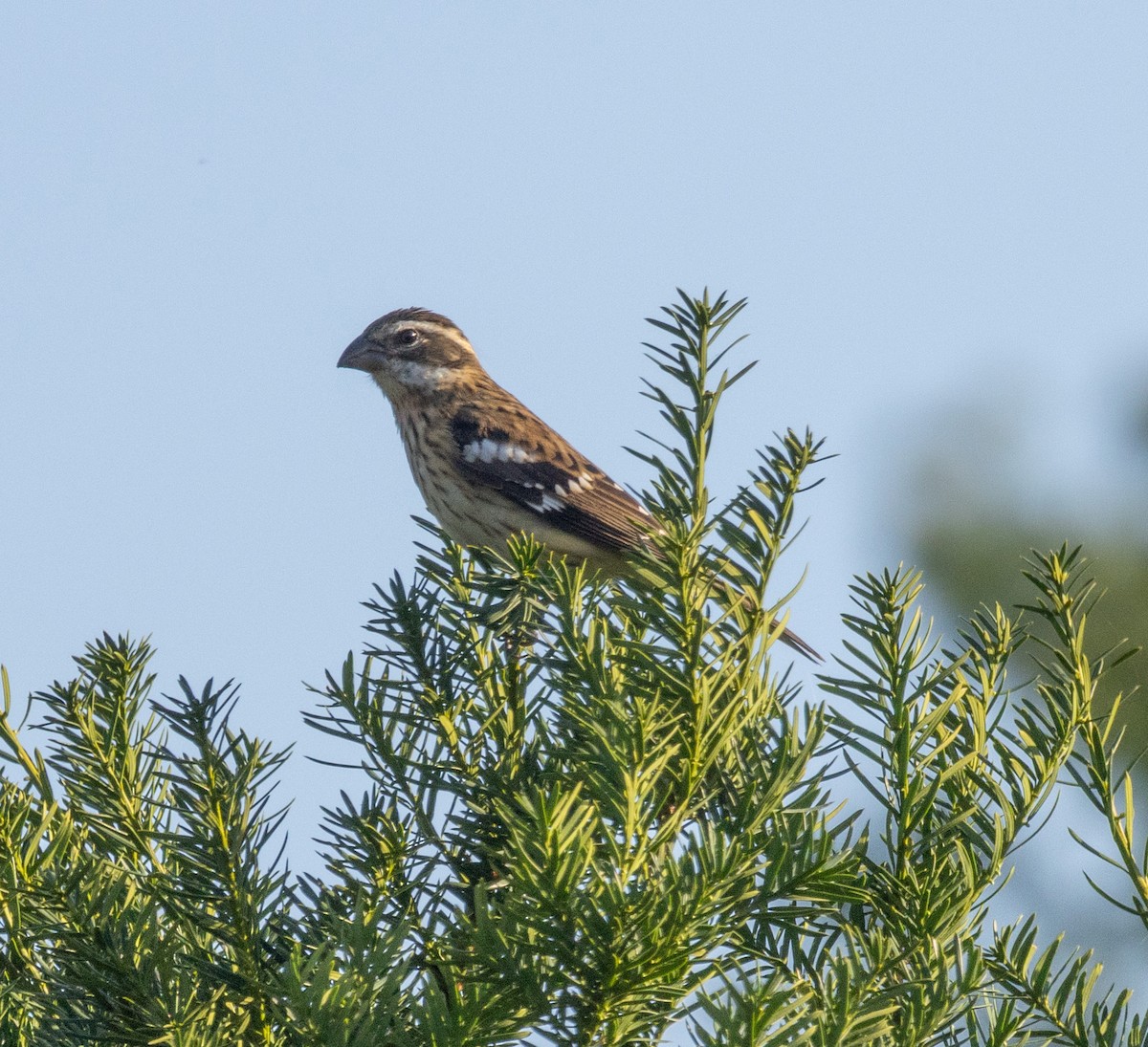 Rose-breasted Grosbeak - ML609079812