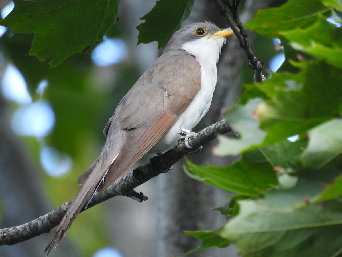 Yellow-billed Cuckoo - ML609079820