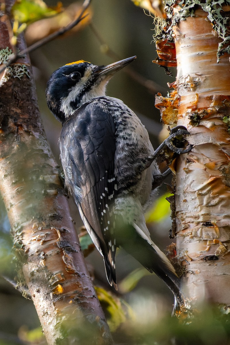 Black-backed Woodpecker - ML609079824