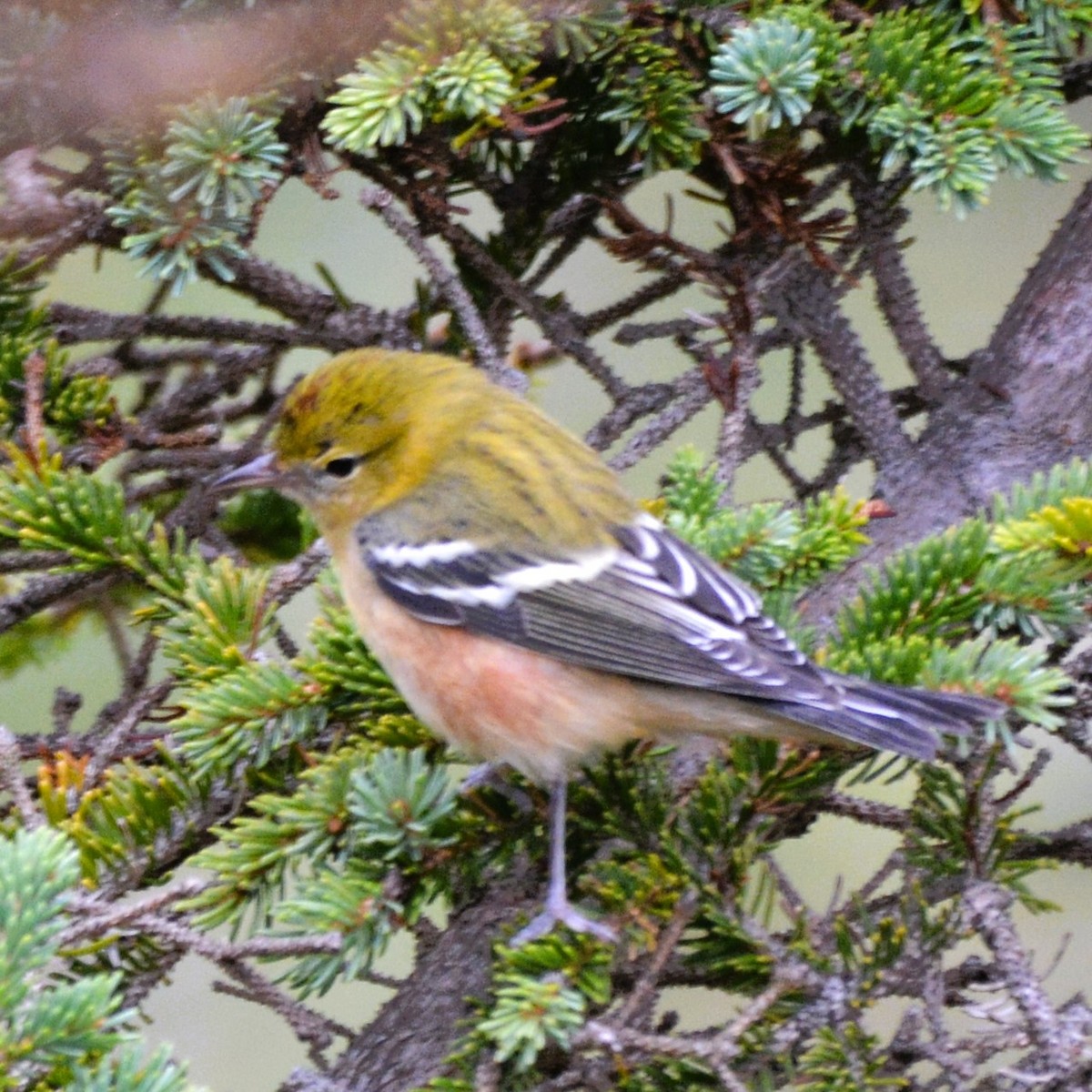 Bay-breasted Warbler - ML609079847