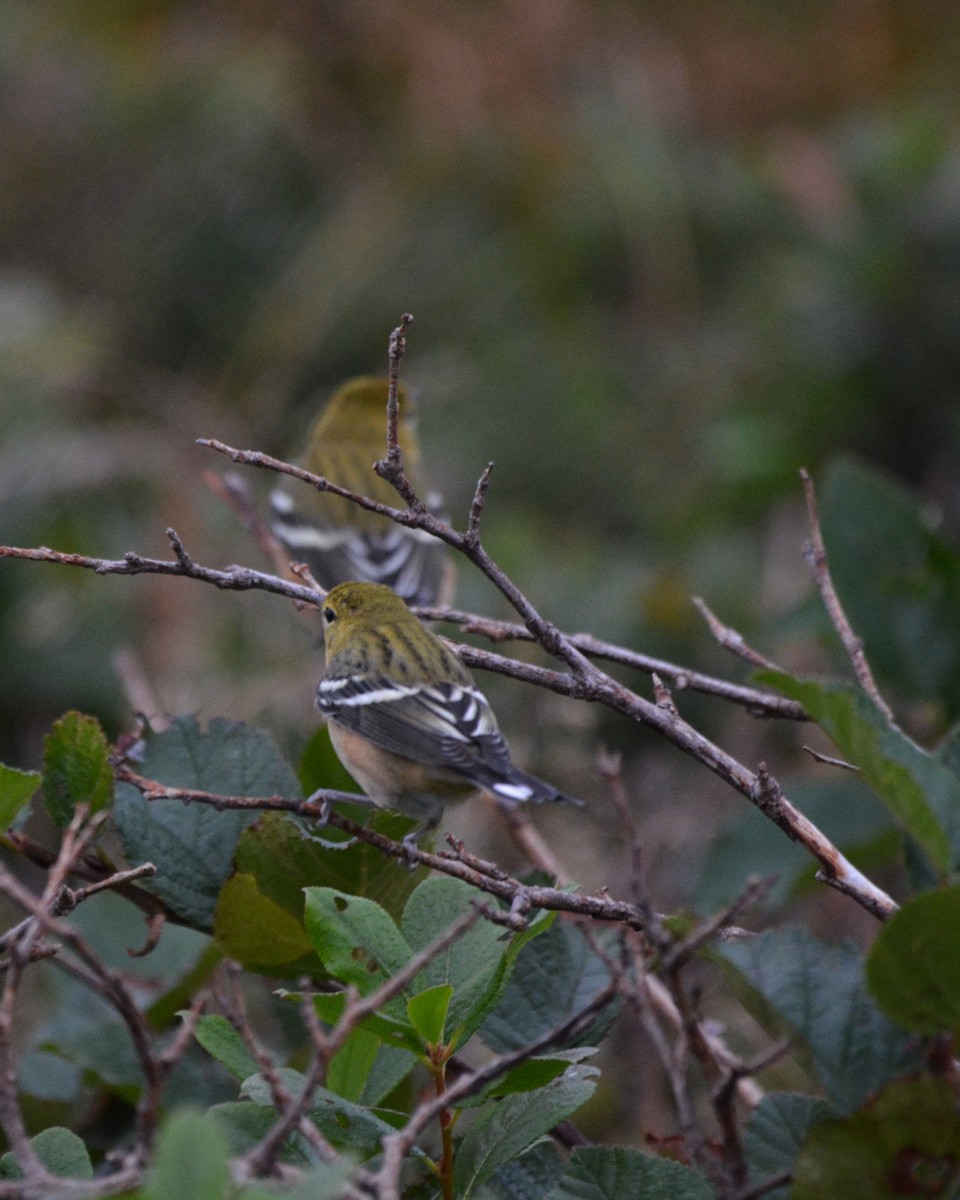 Bay-breasted Warbler - ML609079854