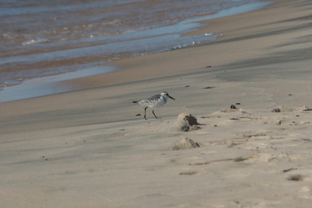 Sanderling - ML609079861