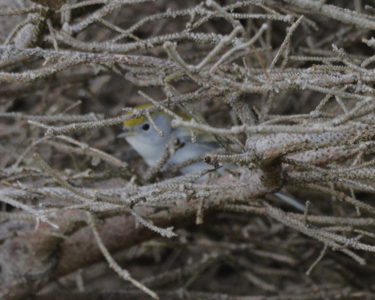 Chestnut-sided Warbler - ML609079883