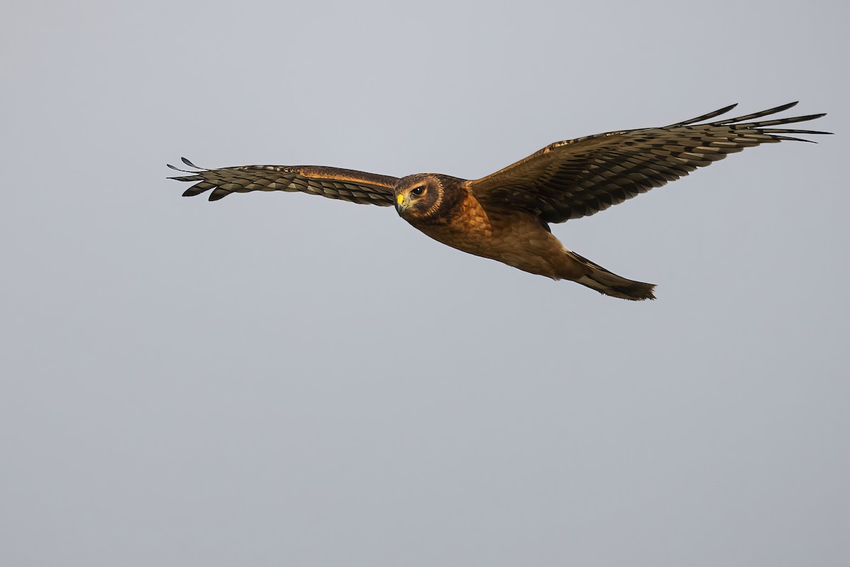 Northern Harrier - Gerald Romanchuk