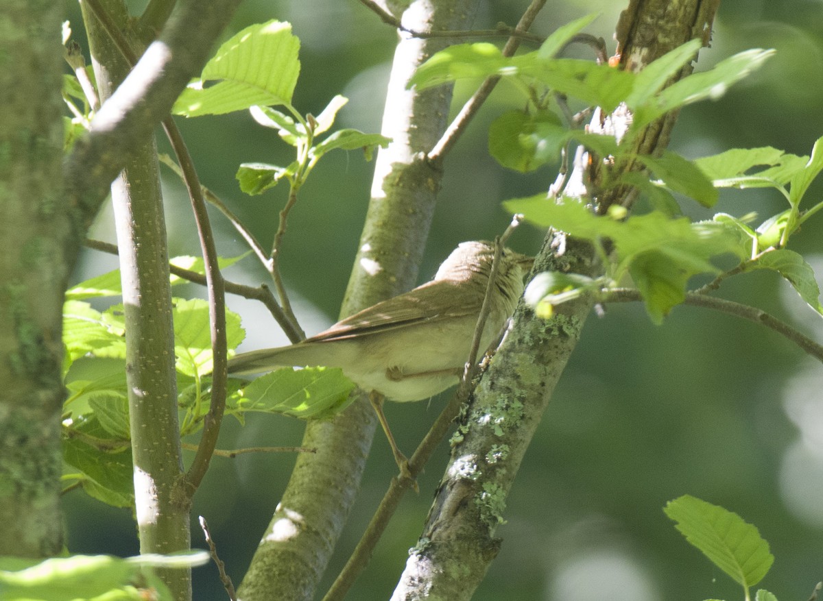 Blyth's Reed Warbler - Konstantin Danilov