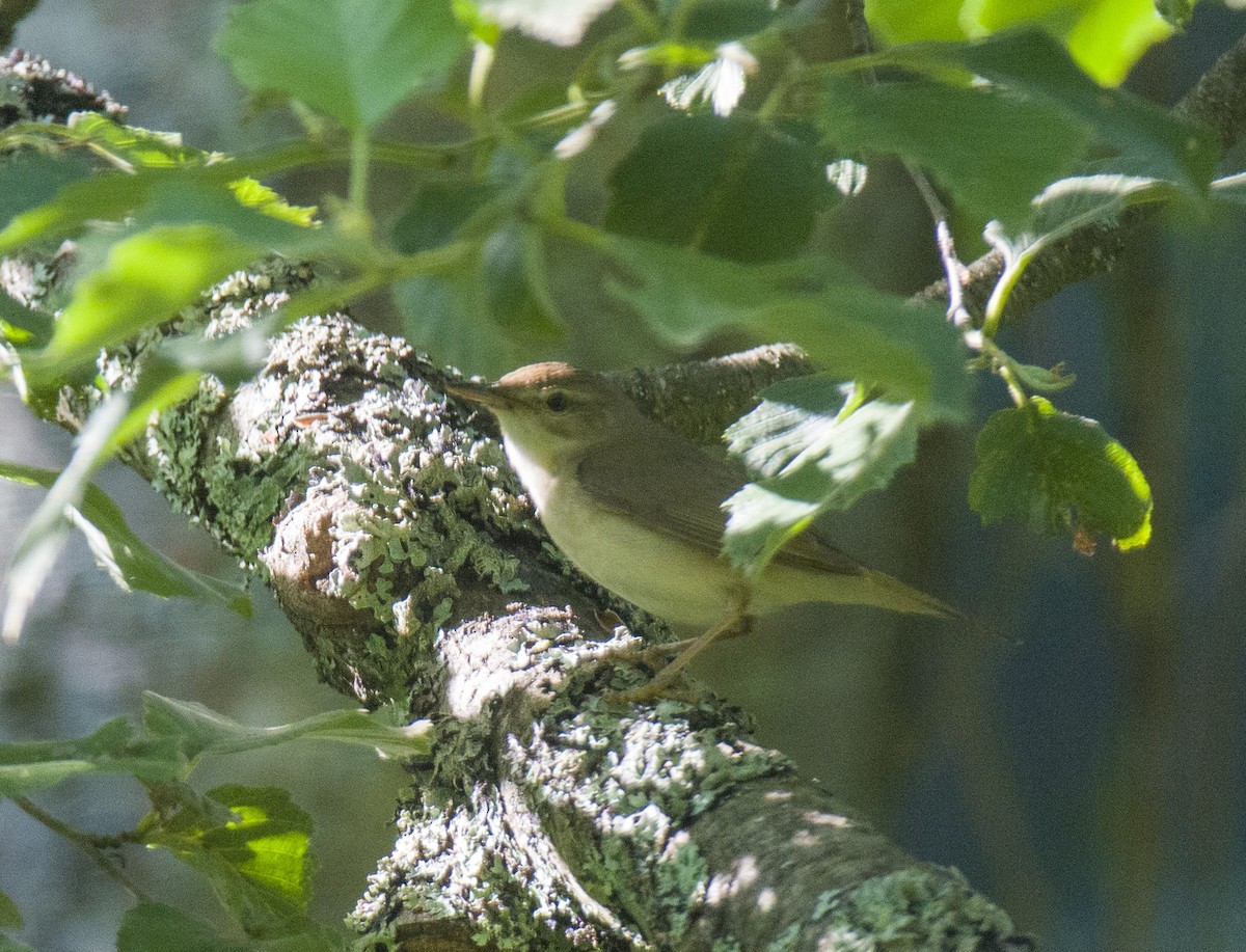 Blyth's Reed Warbler - Konstantin Danilov