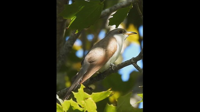 Yellow-billed Cuckoo - ML609079996