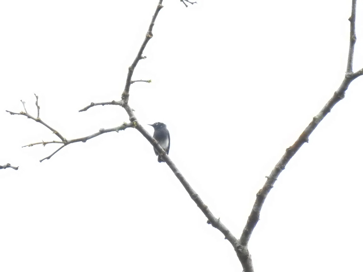 Slate-throated Gnatcatcher - ML609080012