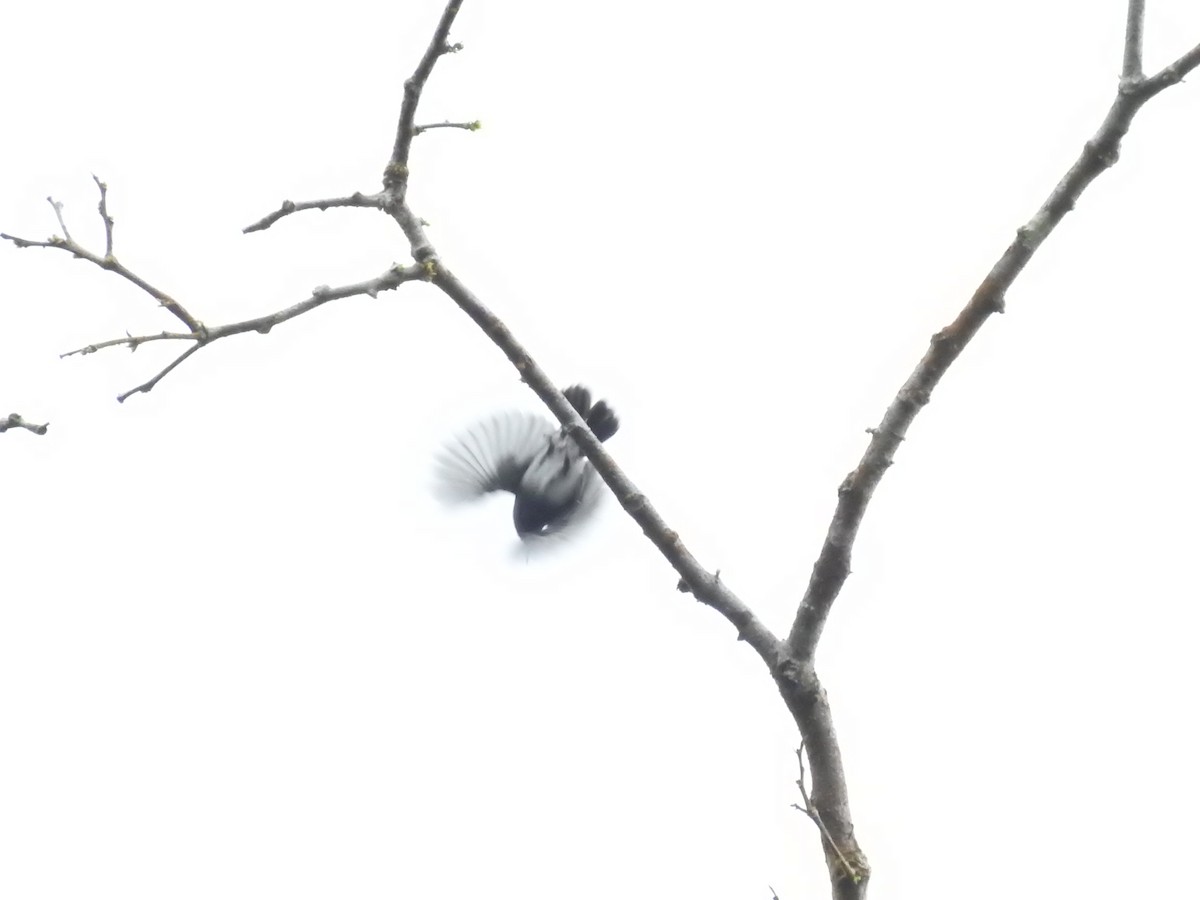 Серогорлая комароловка - ML609080013