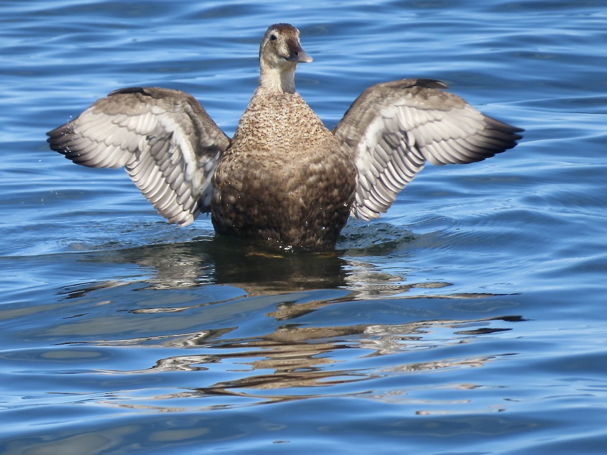 King Eider - ML609080182