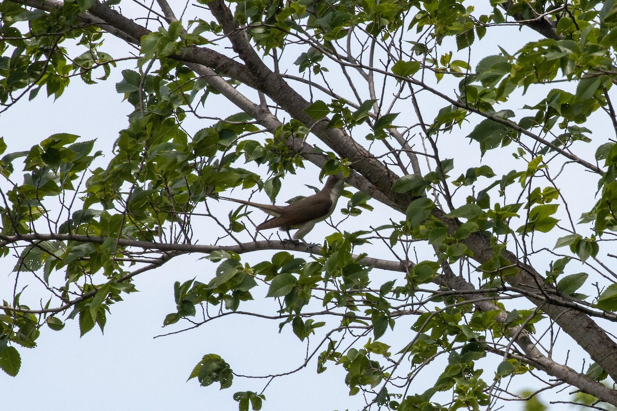 Yellow-billed/Black-billed Cuckoo - ML609080230