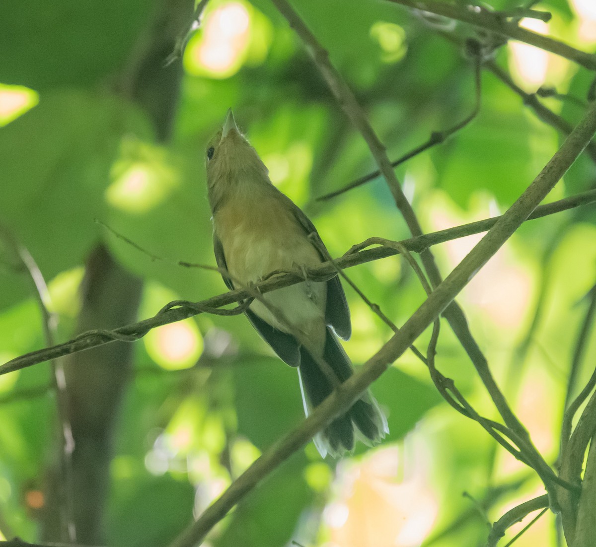 Long-billed Gnatwren - ML609080233