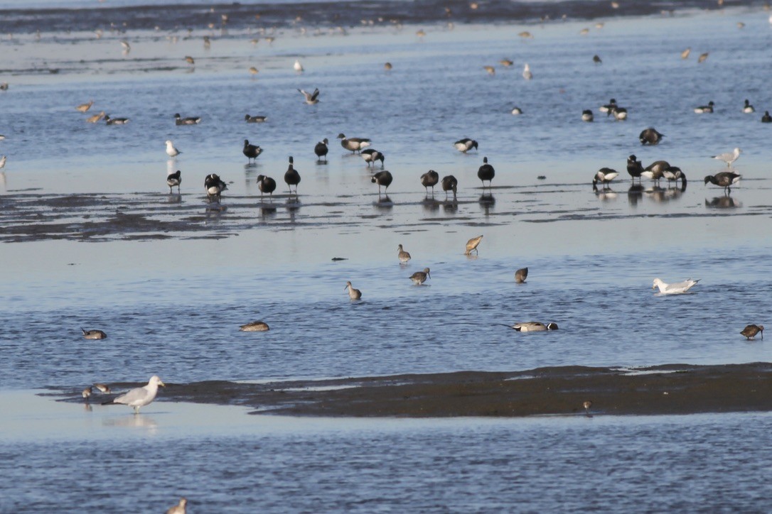 Brant - ML609080245