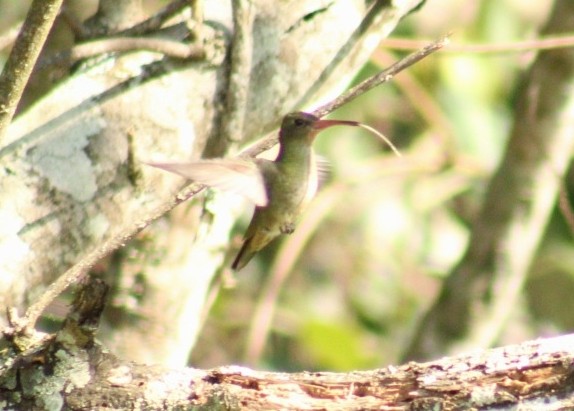 Gilded Hummingbird - ML609080261