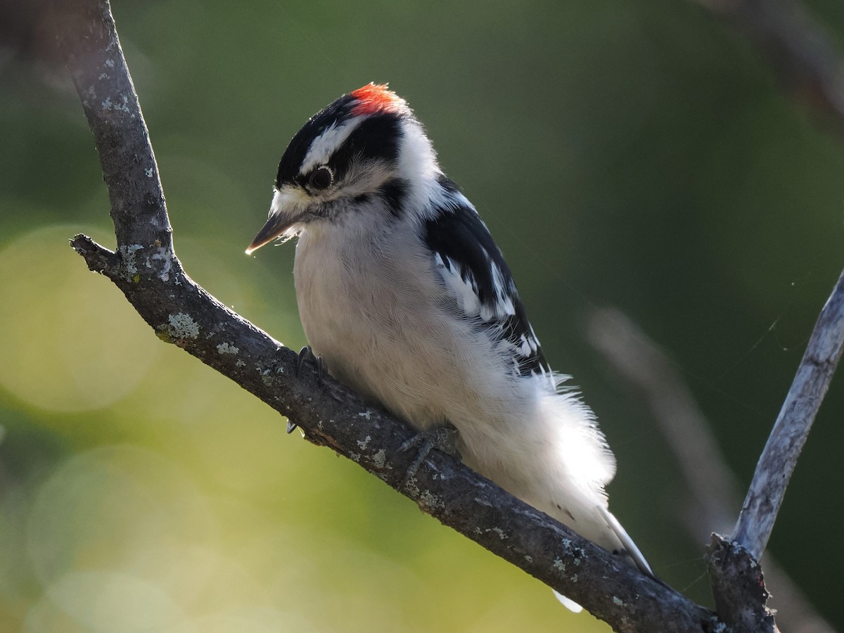 Downy Woodpecker - Chris Allen