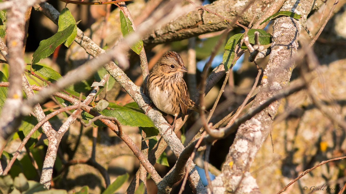 Lincoln's Sparrow - ML609080334