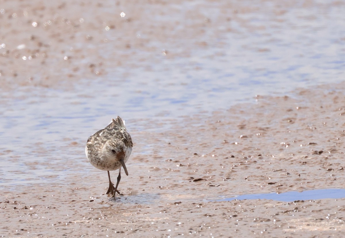 Semipalmated Sandpiper - Graham Dudley