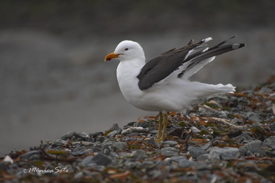 Belcher's Gull - Mónica Soto Barahona