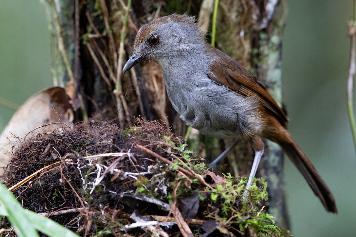 Bagobo Robin - ML609080460