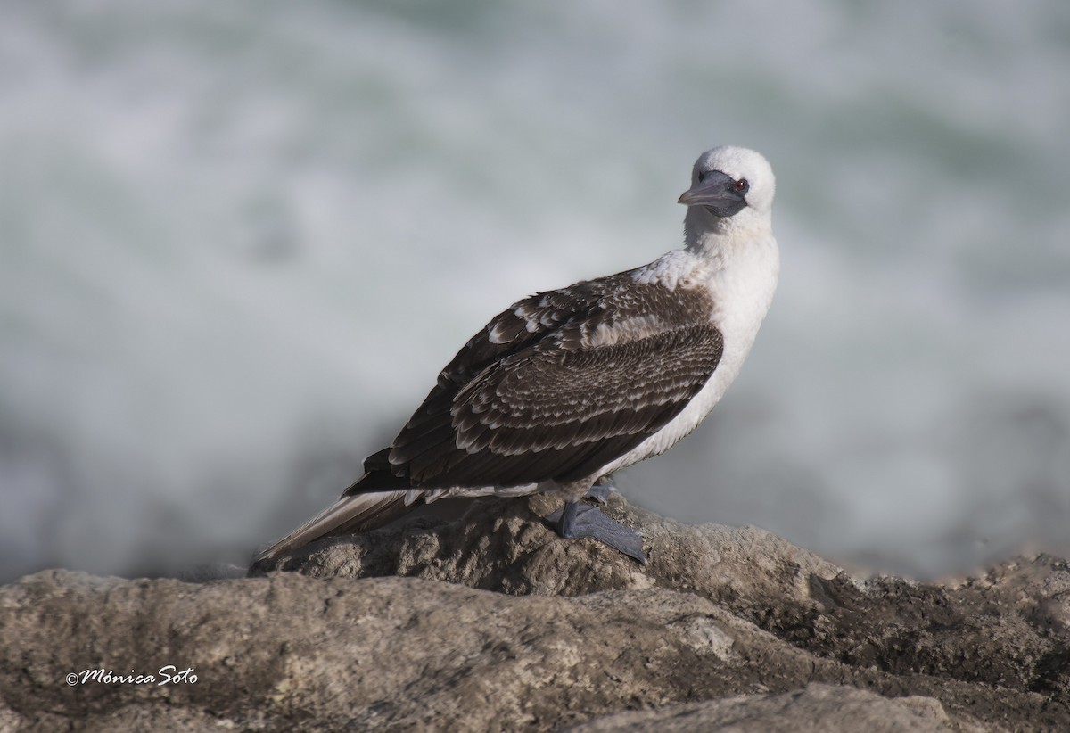 Peruvian Booby - Mónica Soto Barahona