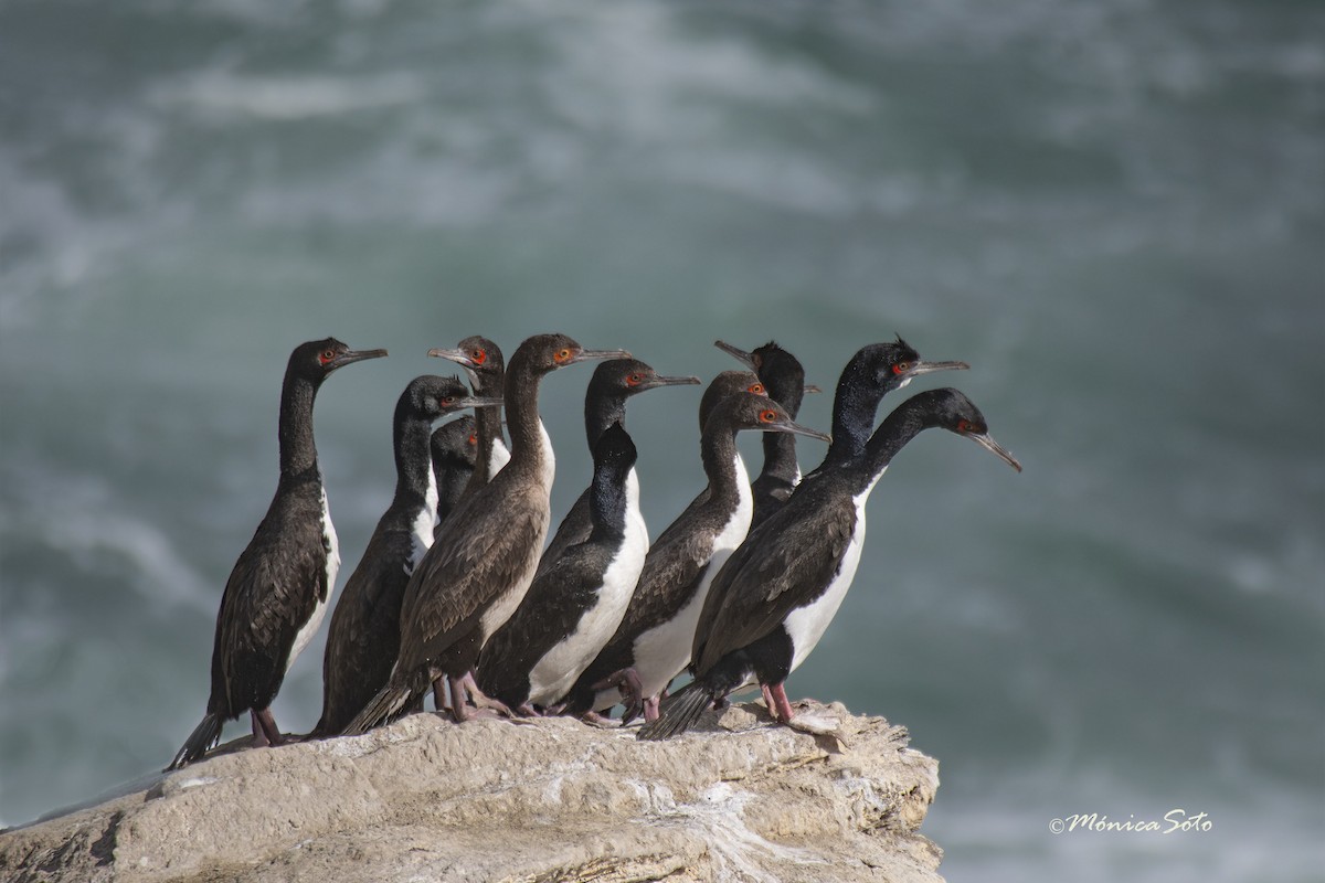 Guanay Cormorant - Mónica Soto Barahona