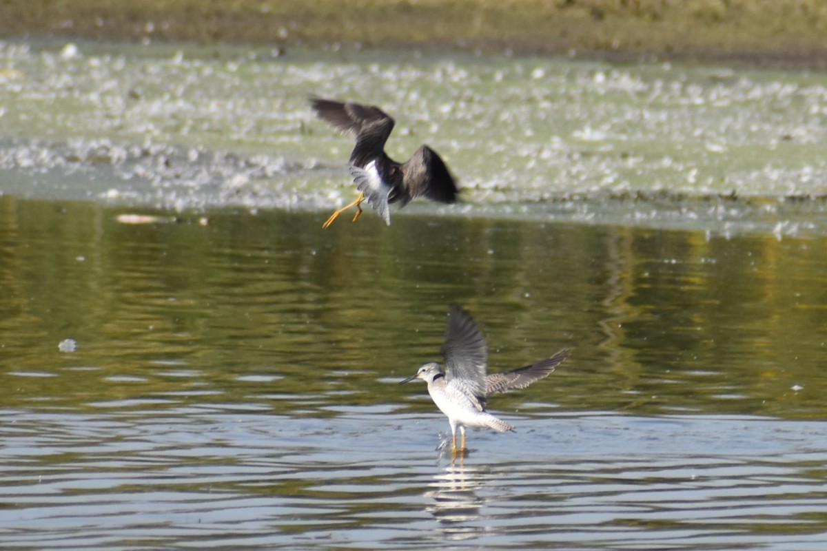 Greater Yellowlegs - ML609080496