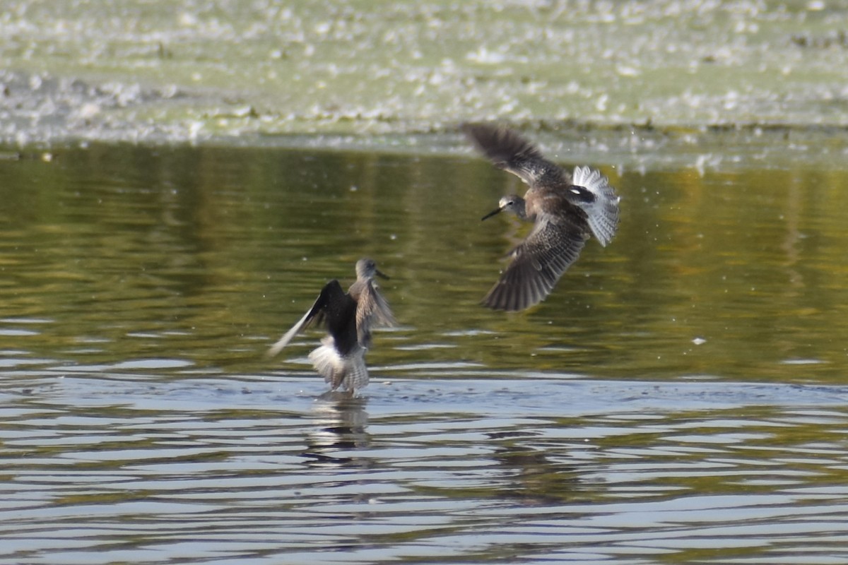 Greater Yellowlegs - ML609080497