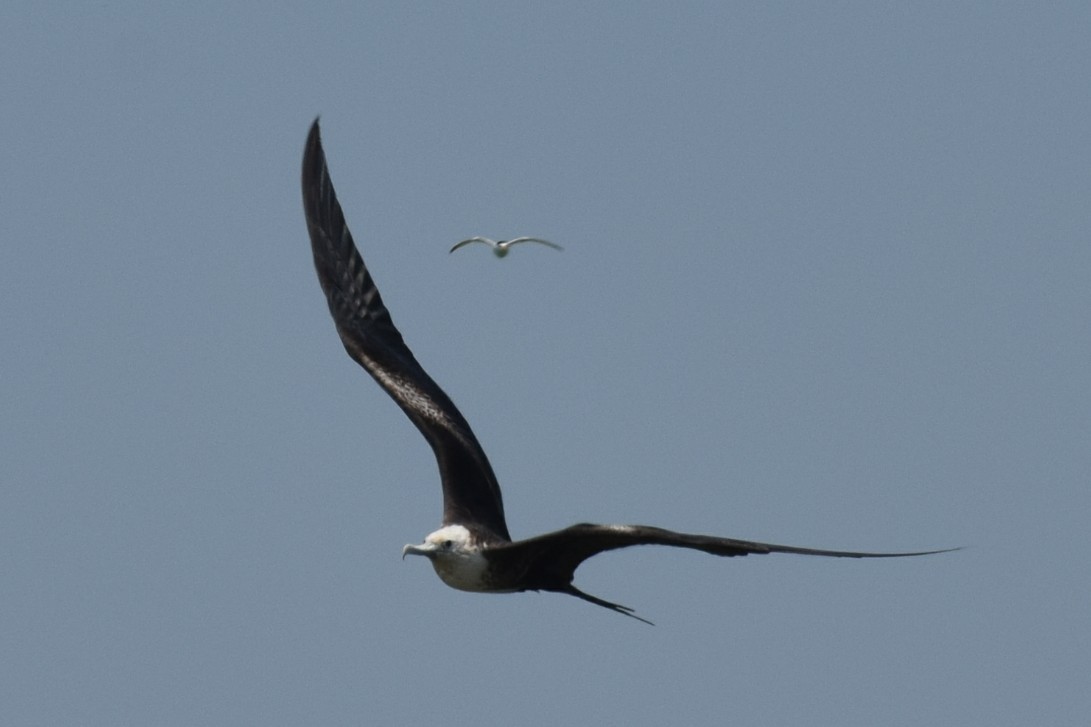Magnificent Frigatebird - Zeke Smith