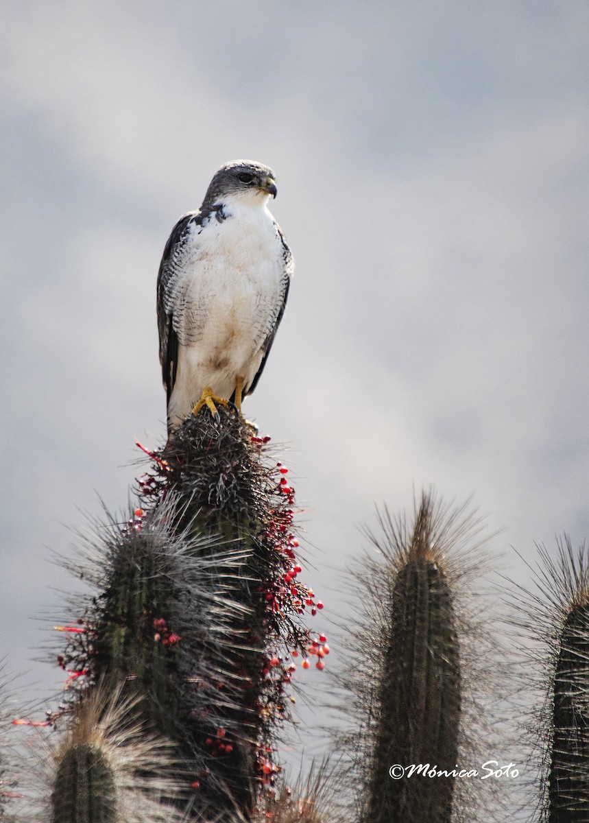 Variable Hawk - Mónica Soto Barahona