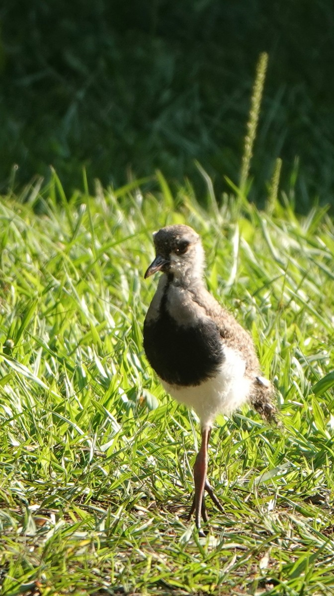 Southern Lapwing - ML609080550