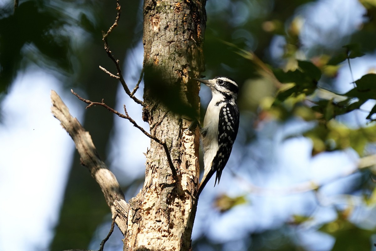 Hairy Woodpecker - ML609080776