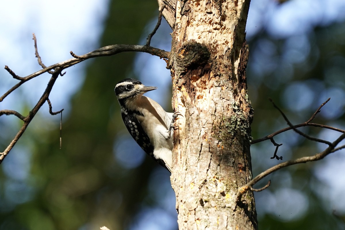 Hairy Woodpecker - ML609080777