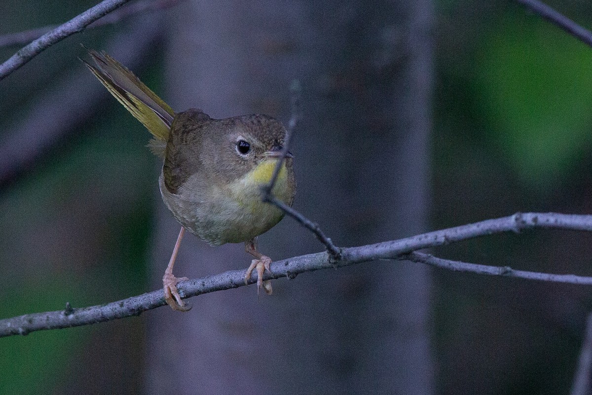 Common Yellowthroat - ML609080829