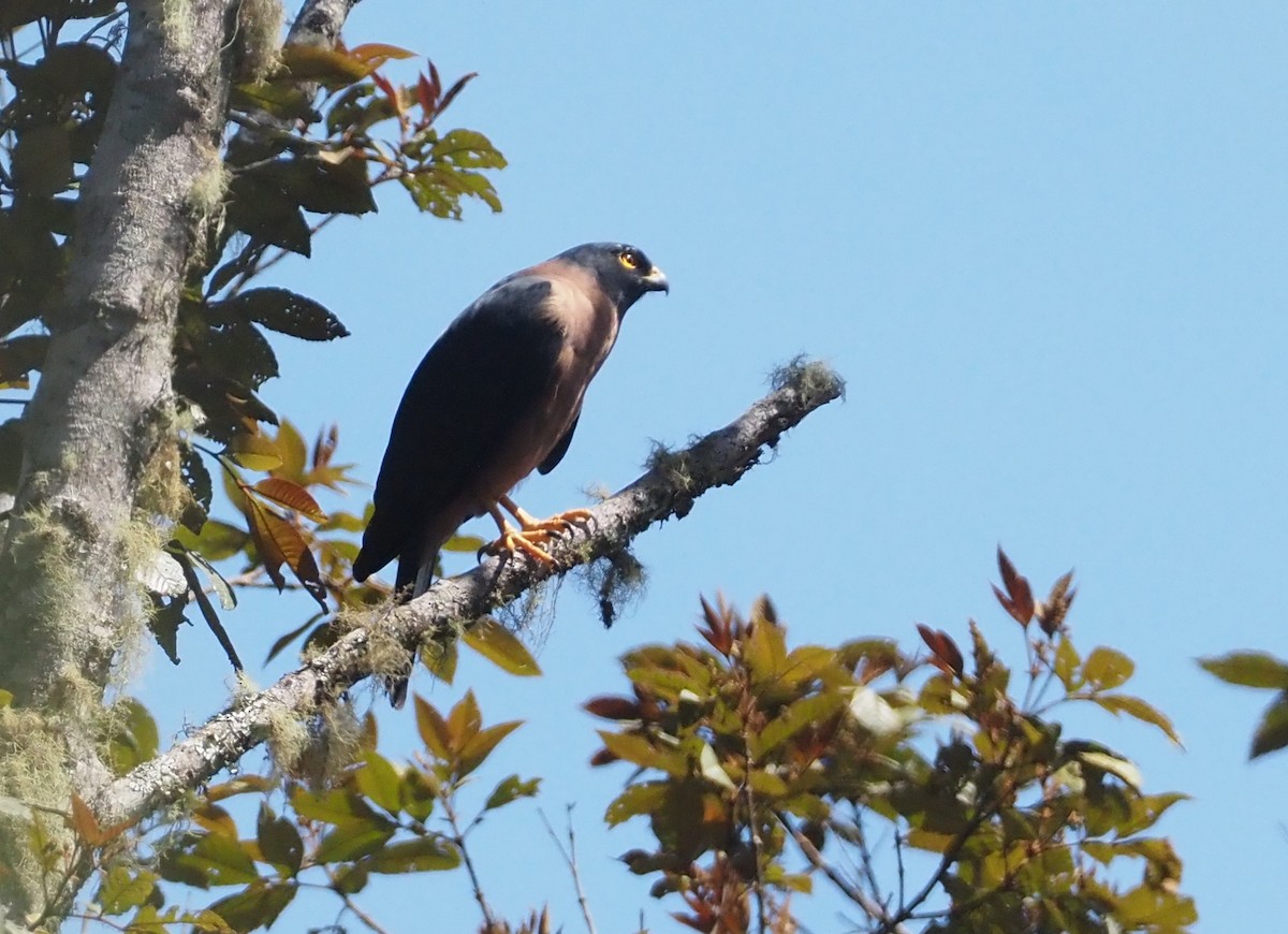 Black-mantled Goshawk - ML609080832