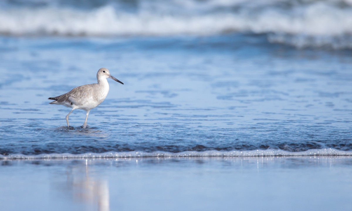 Willet - Ana Paula Oxom