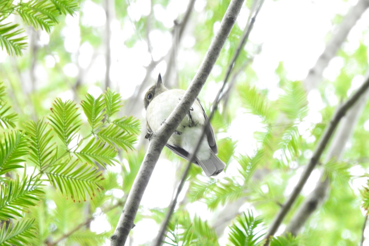 Blue-and-white Flycatcher - ML609080850