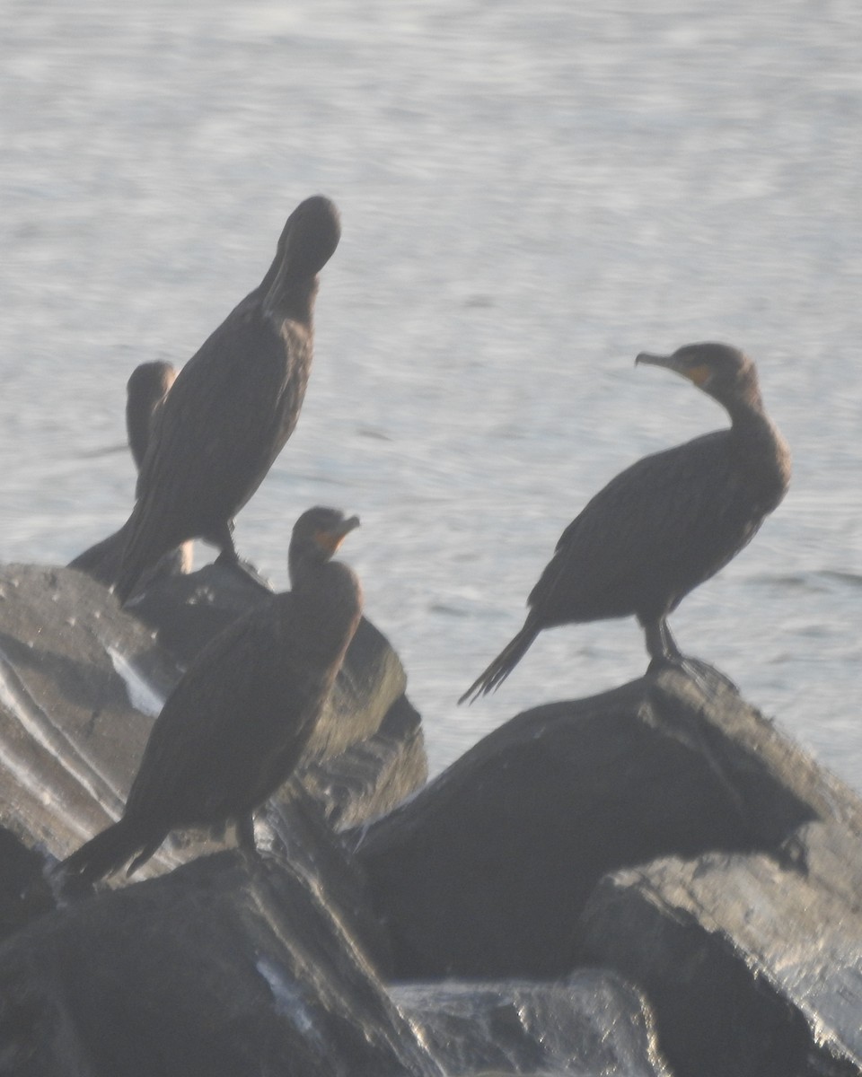 Cormoran à aigrettes - ML609080851