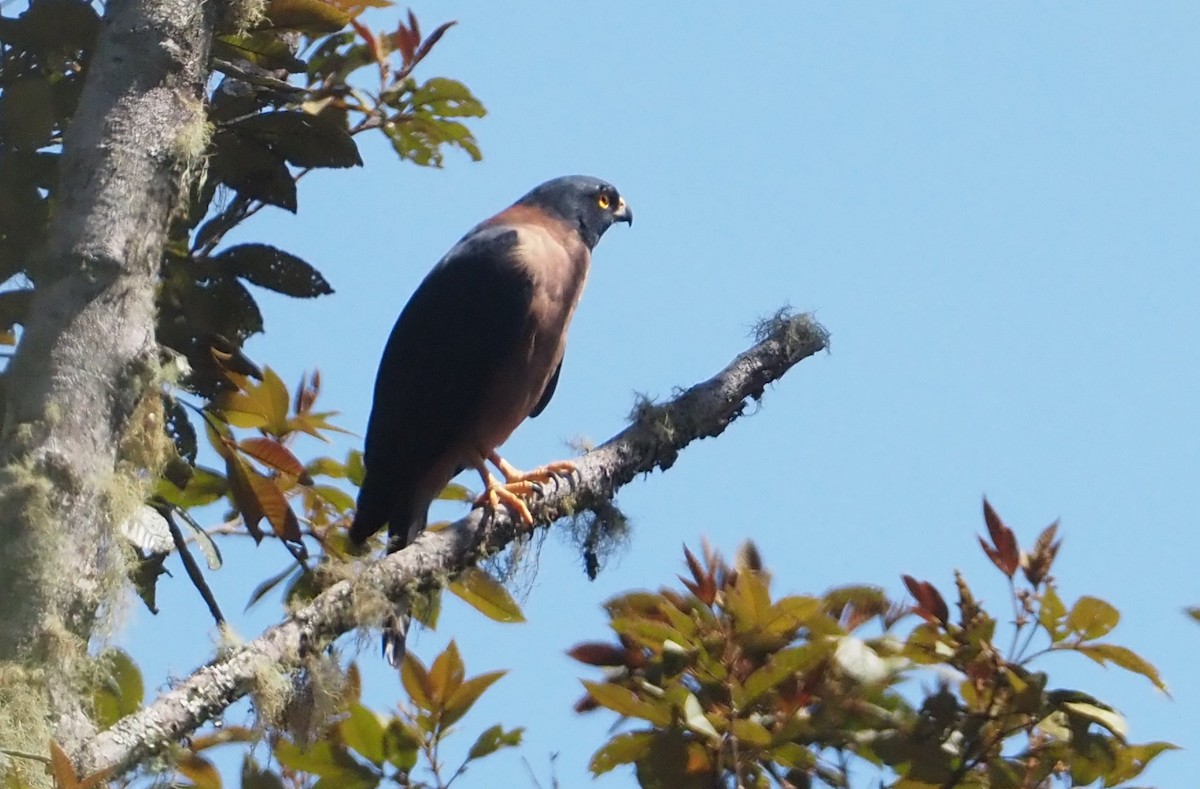 Black-mantled Goshawk - ML609080858